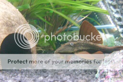 plec.jpg
