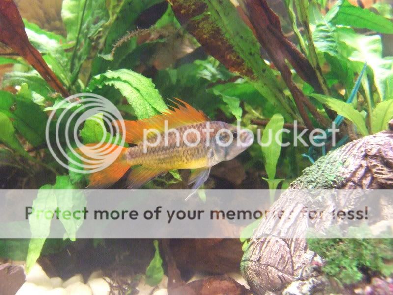 fish318.jpg