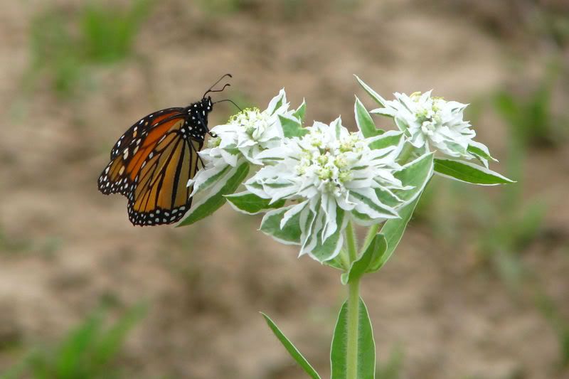 butterfly4.jpg