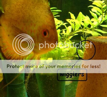 wigglers.jpg
