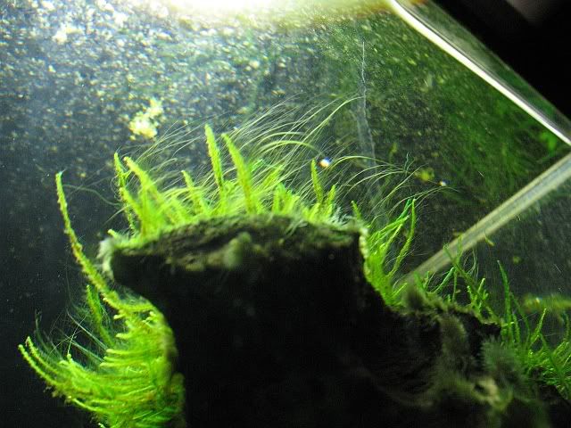 algae2.jpg