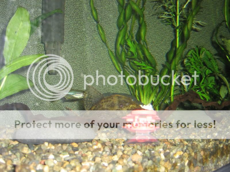 PictureorVideo271.jpg