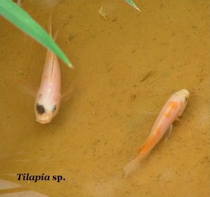 tilapia-farm.jpg