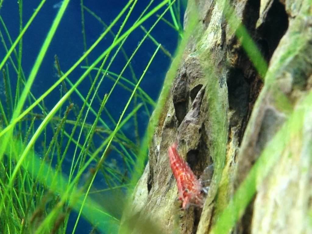 cherryshrimp2.jpg