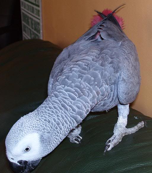 bazil1.jpg