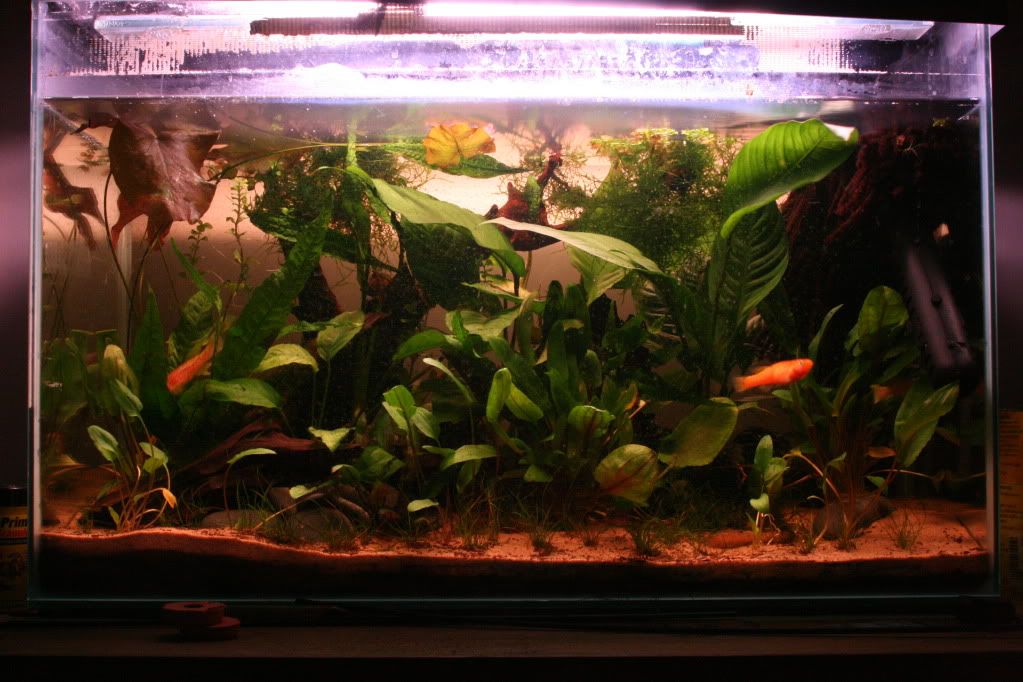 tank006.jpg