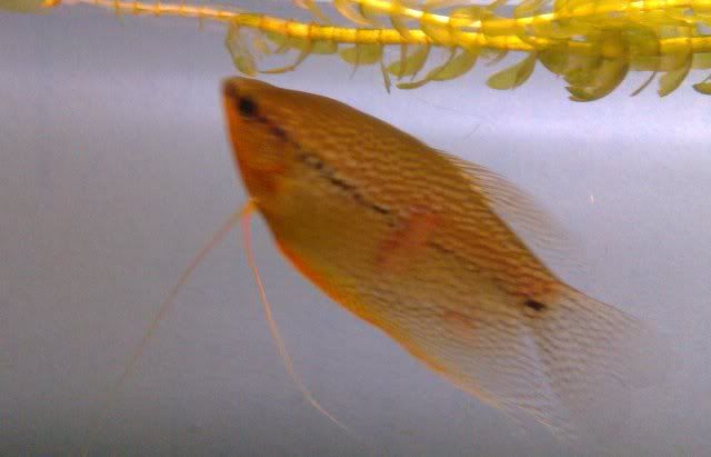 gourami4.jpg