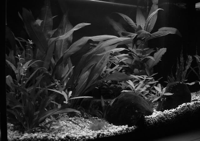 DSCF4287.jpg