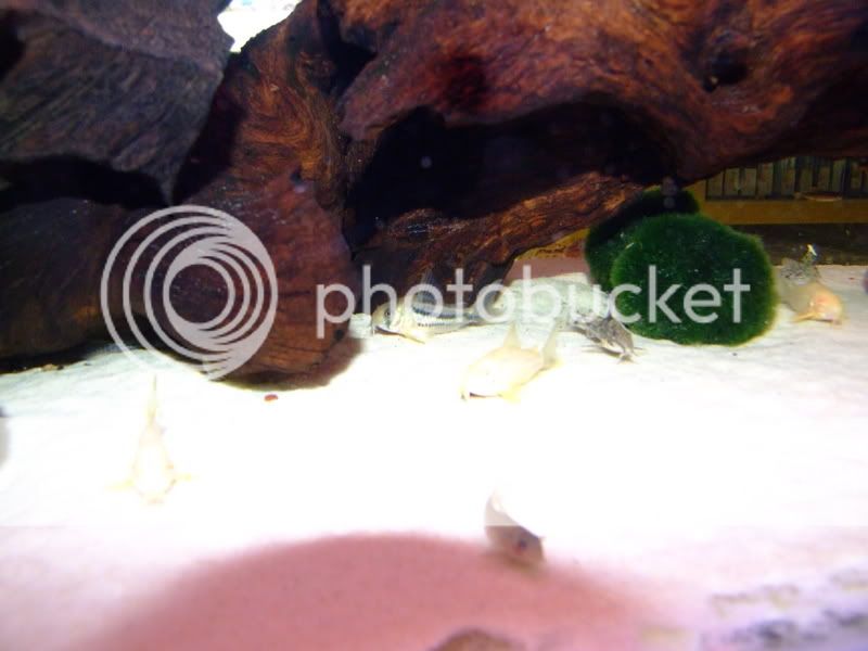 2006_02213ftank0157.jpg
