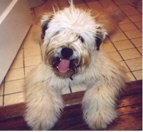 wheaten.jpg