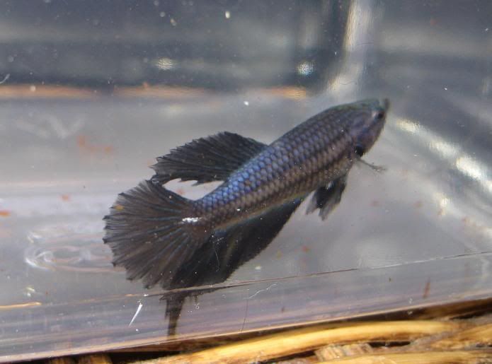 Fish401.jpg