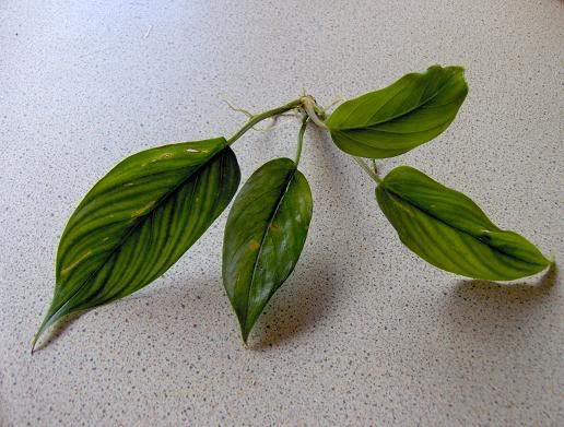 plant1.jpg