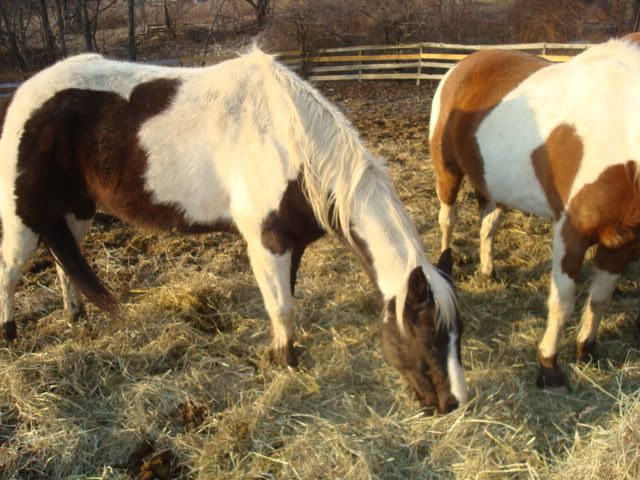 horsies009.jpg