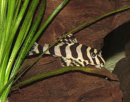 pleco.jpg
