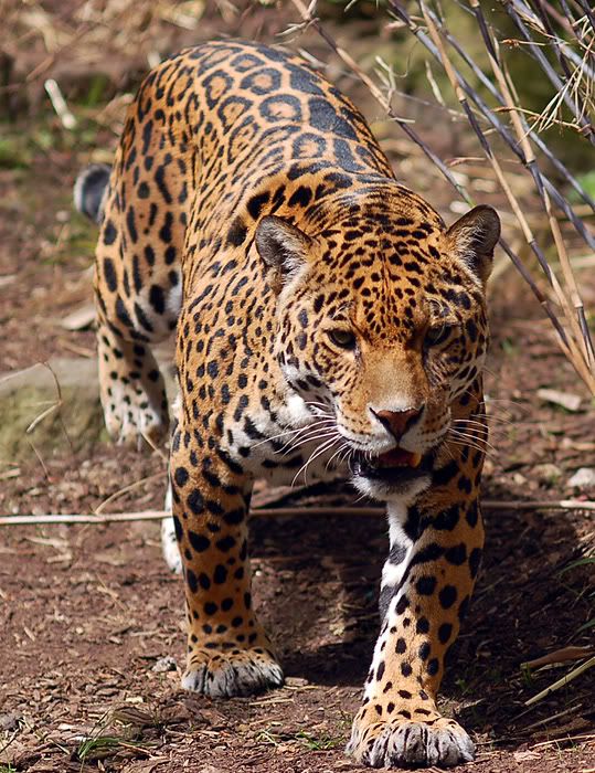 jaguar_04.jpg