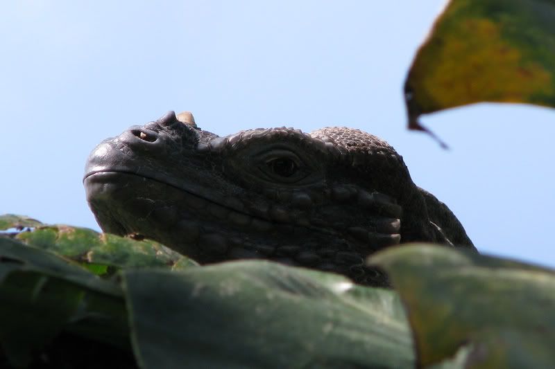 Iguana1.jpg