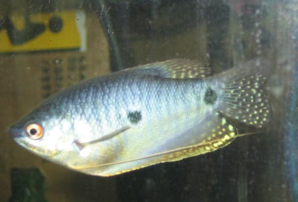 gourami01.jpg