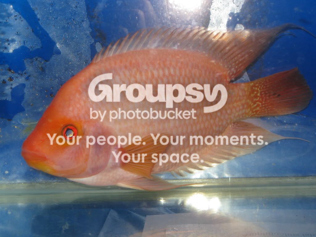 SpringFishExpo10029.jpg