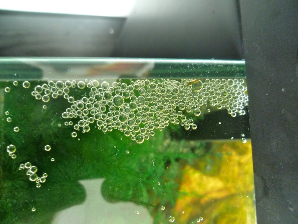Bubblenest.jpg