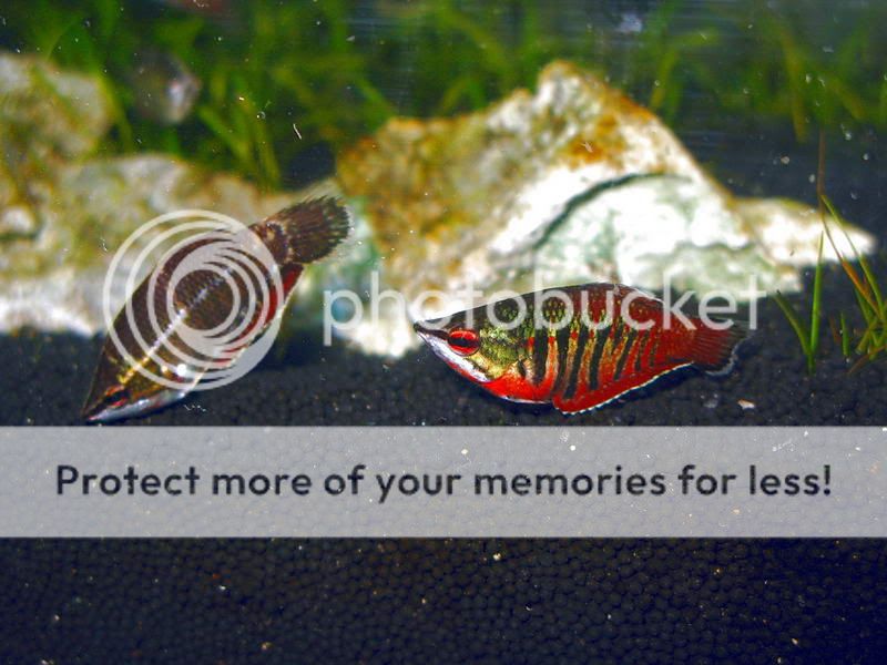 Samurai_Gourami_41.jpg