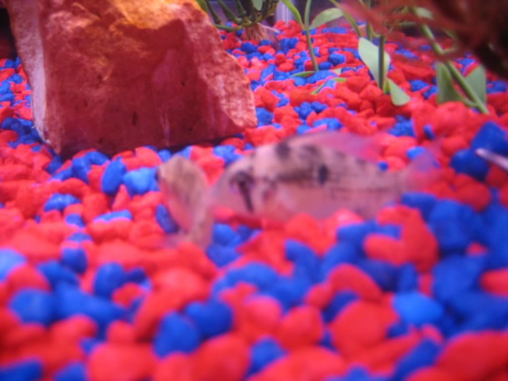 fish038.jpg