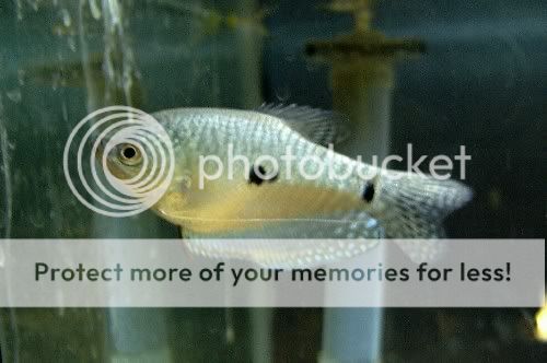 gourami1.jpg