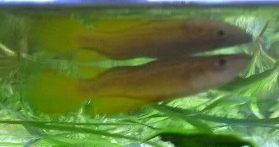 bentspinefish.jpg