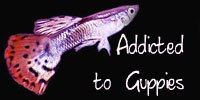guppy.jpg