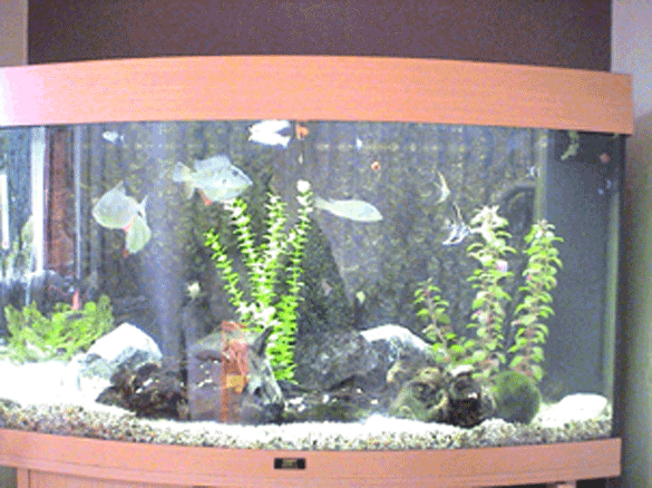 fish.gif