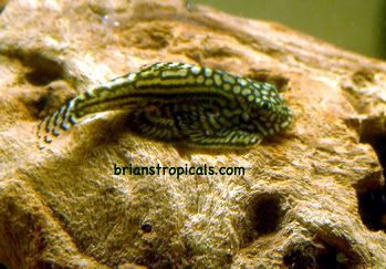 butterflyloach.jpg