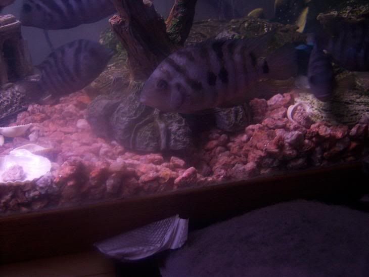 Cichlid1.jpg