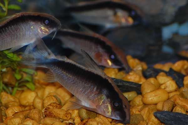 cories.jpg