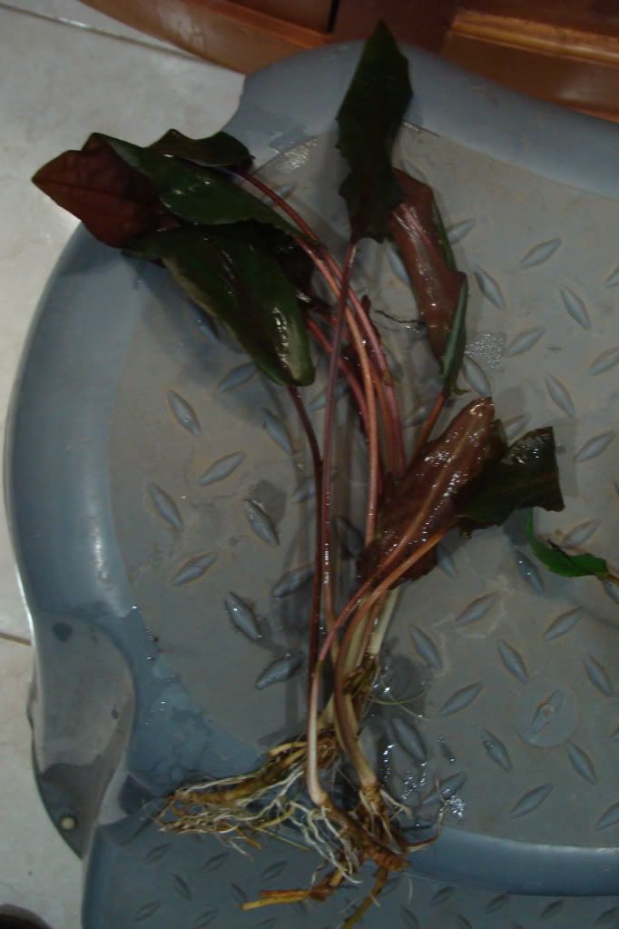 DSC06075.jpg