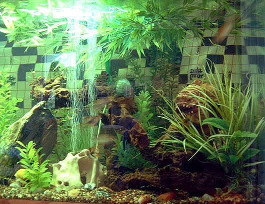 fishtank2.jpg