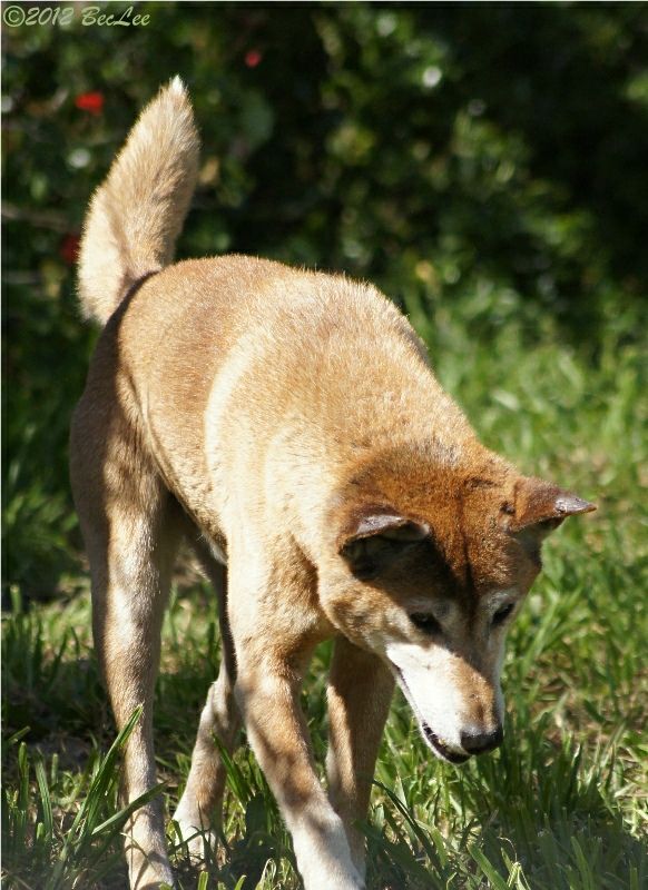 Dingo19thAug2012b.jpg