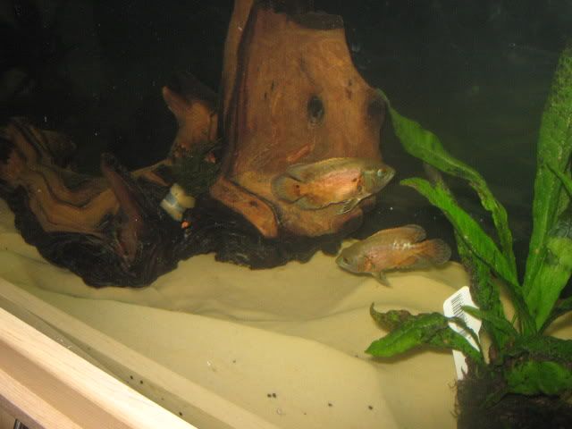 038-3.jpg