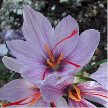 saffron.jpg