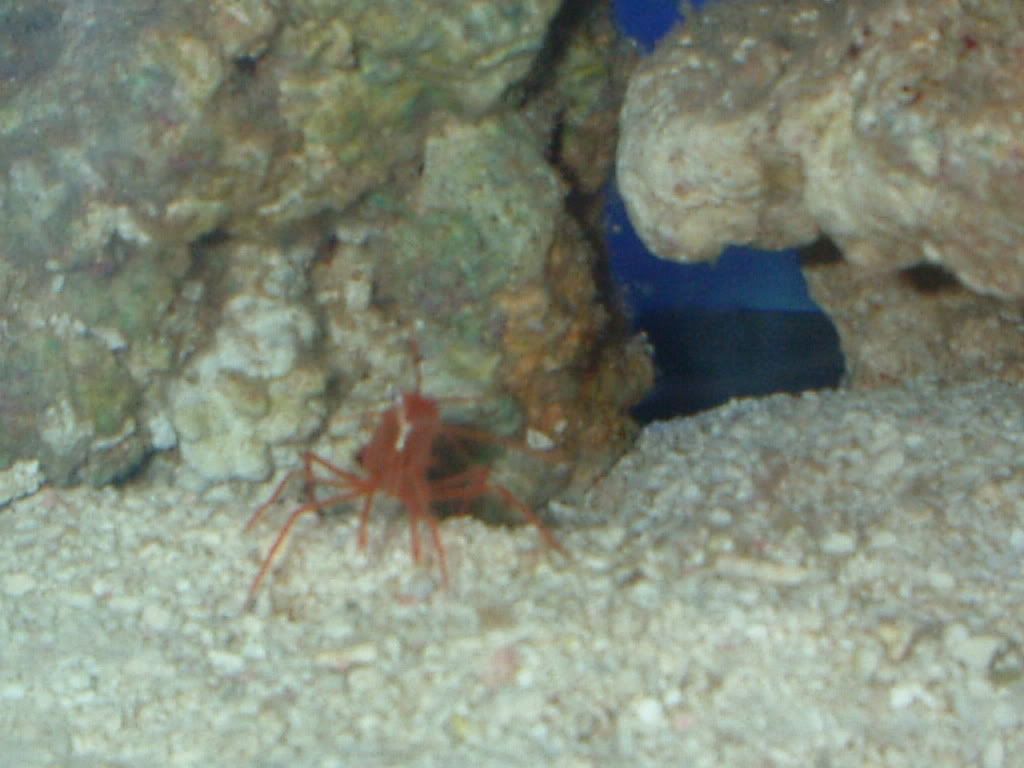 peppermintshrimp1.jpg