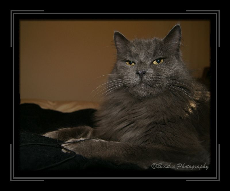 Scamp5thDec20121d.jpg