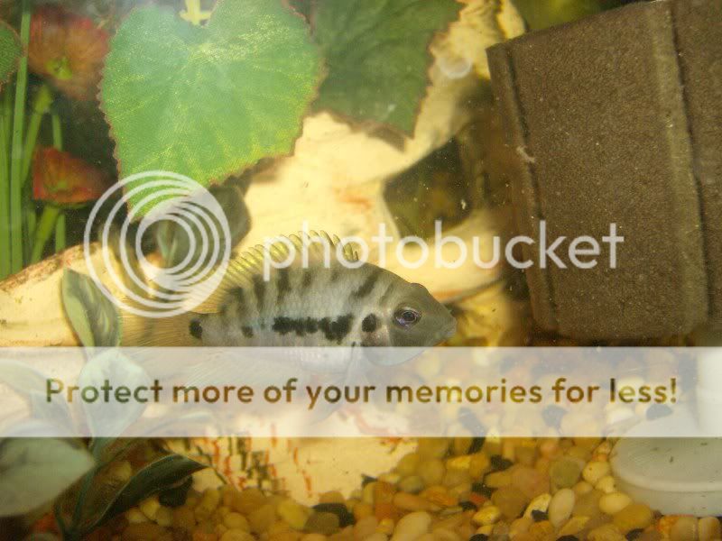 Cichlids007.jpg