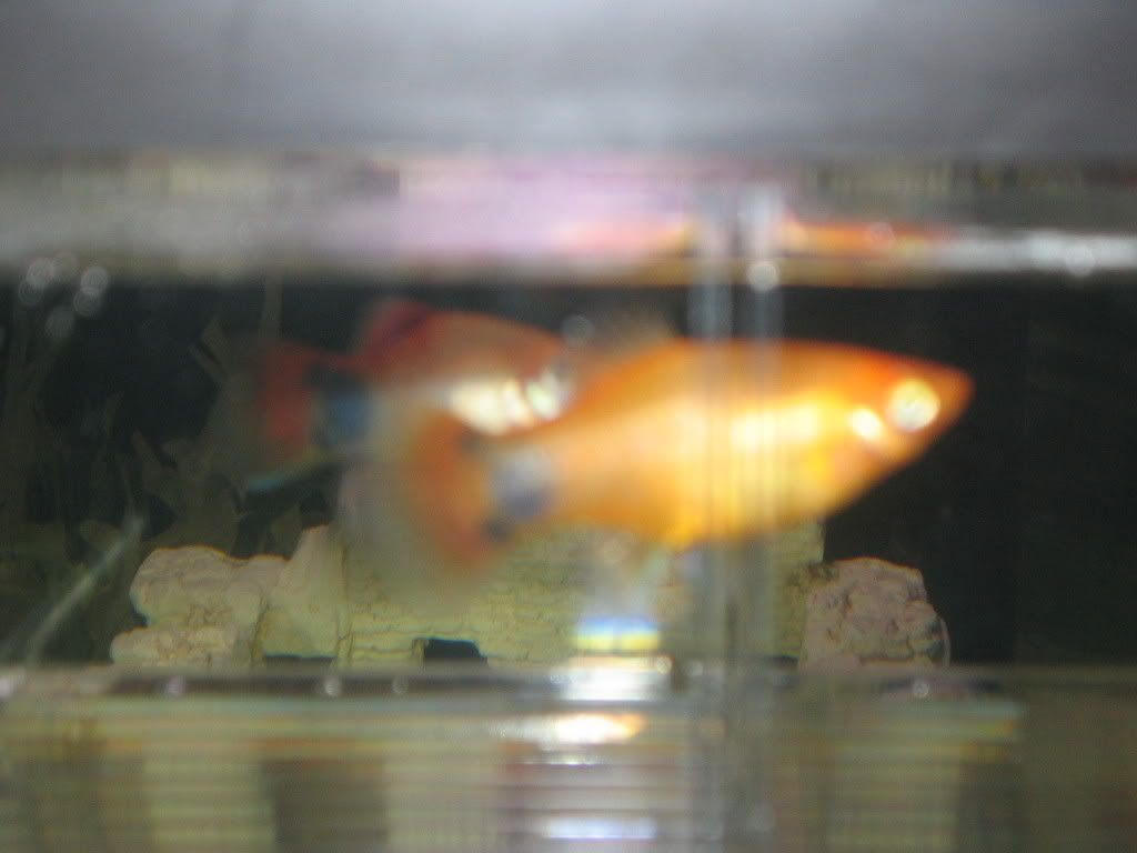 Picture001.jpg
