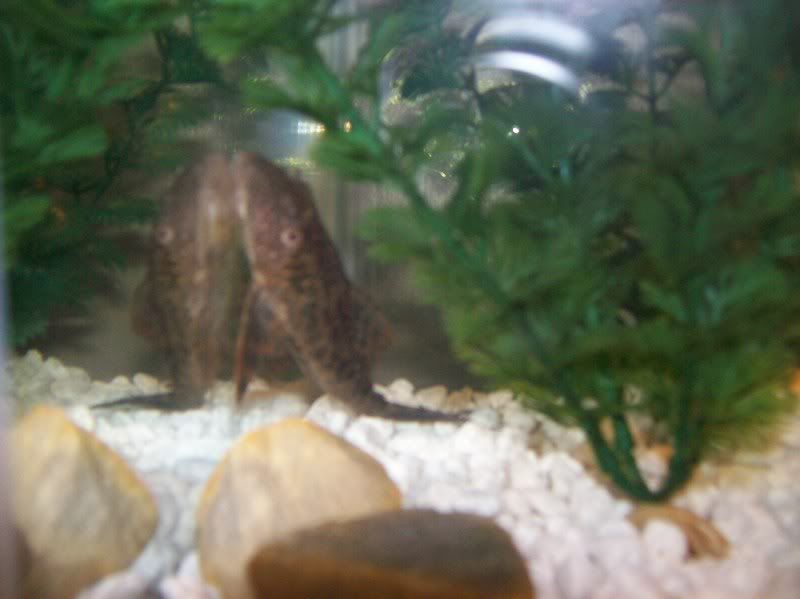 pleco.jpg
