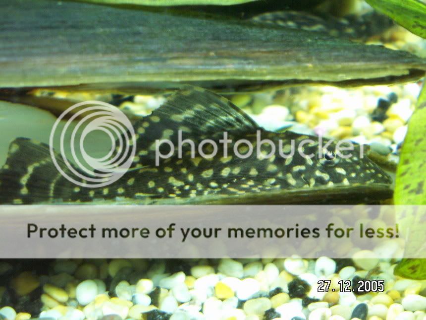 pleco2.jpg