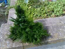 moss1.jpg