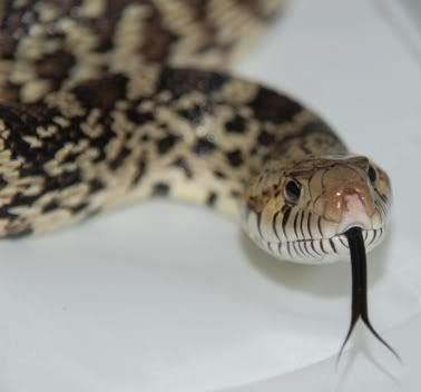 bullsnake4.jpg