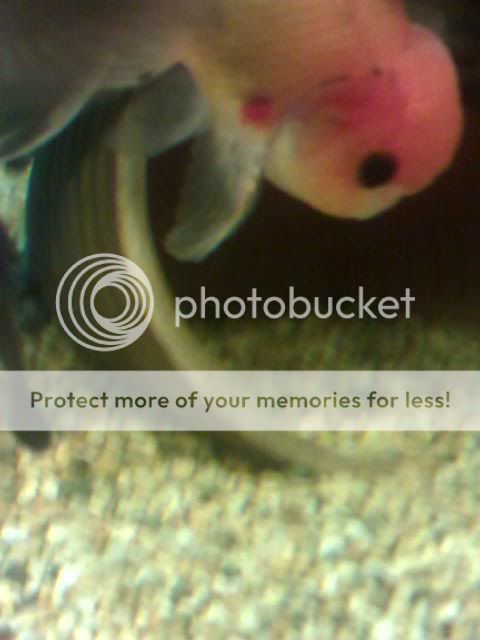 08-05-06_2032.jpg