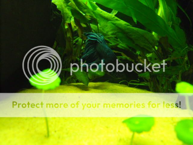 2010_1209babyfish0035.jpg