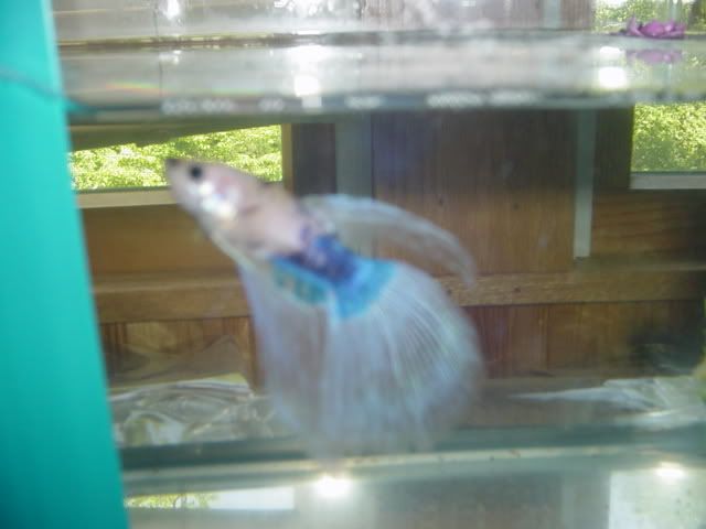 Fishyhomes009.jpg