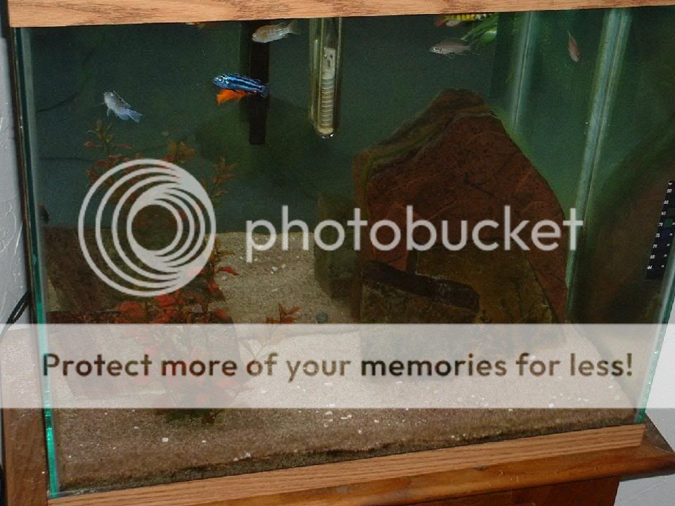 fish_048.jpg