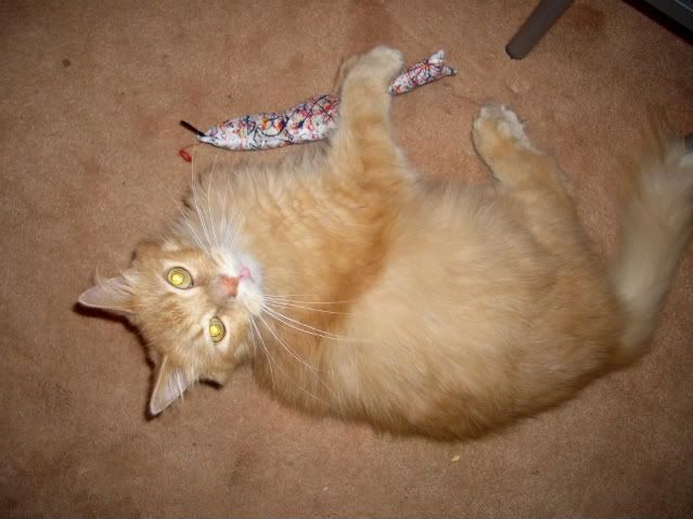 catnip22.jpg